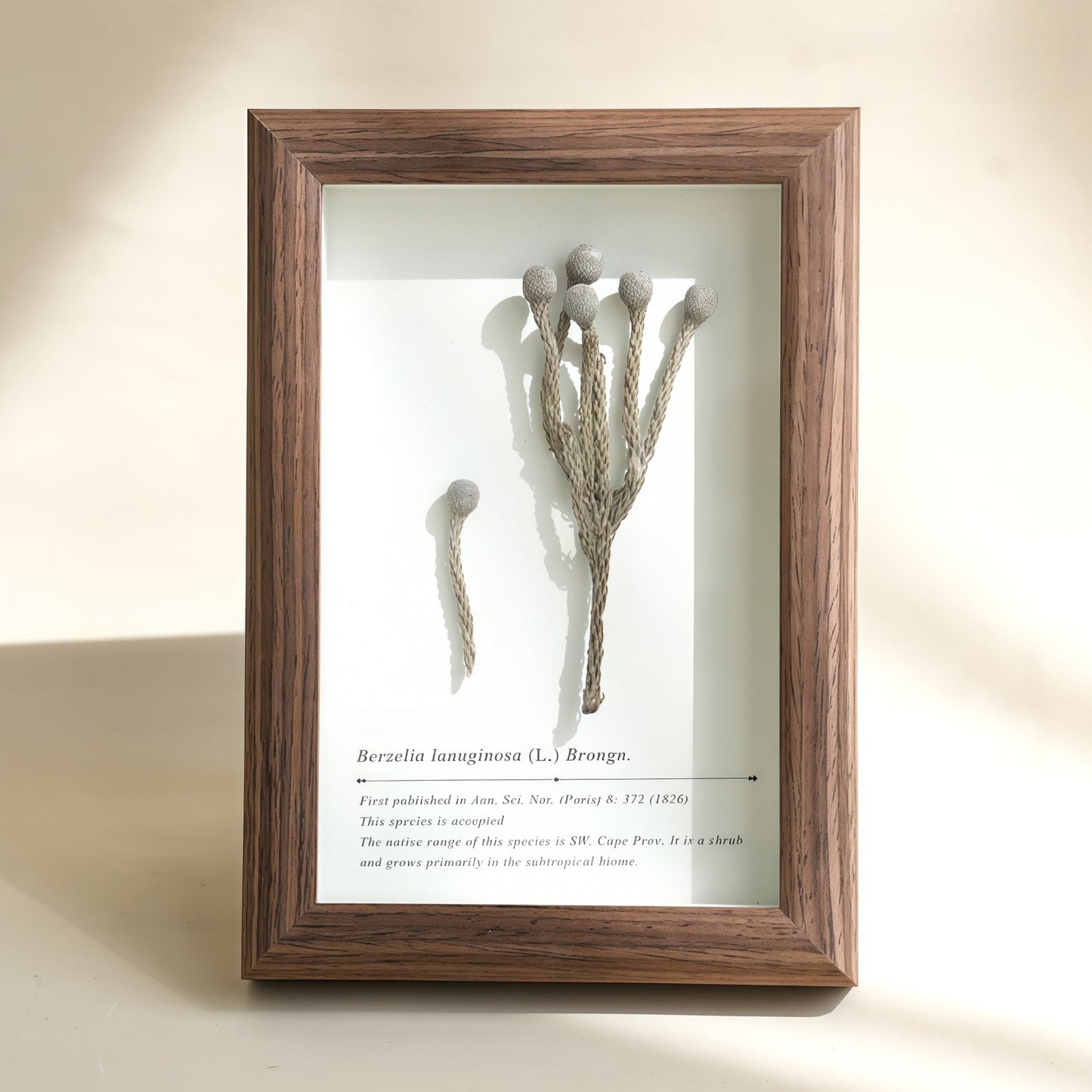 "The Landscape Garden"  Real Flower Shadow Box